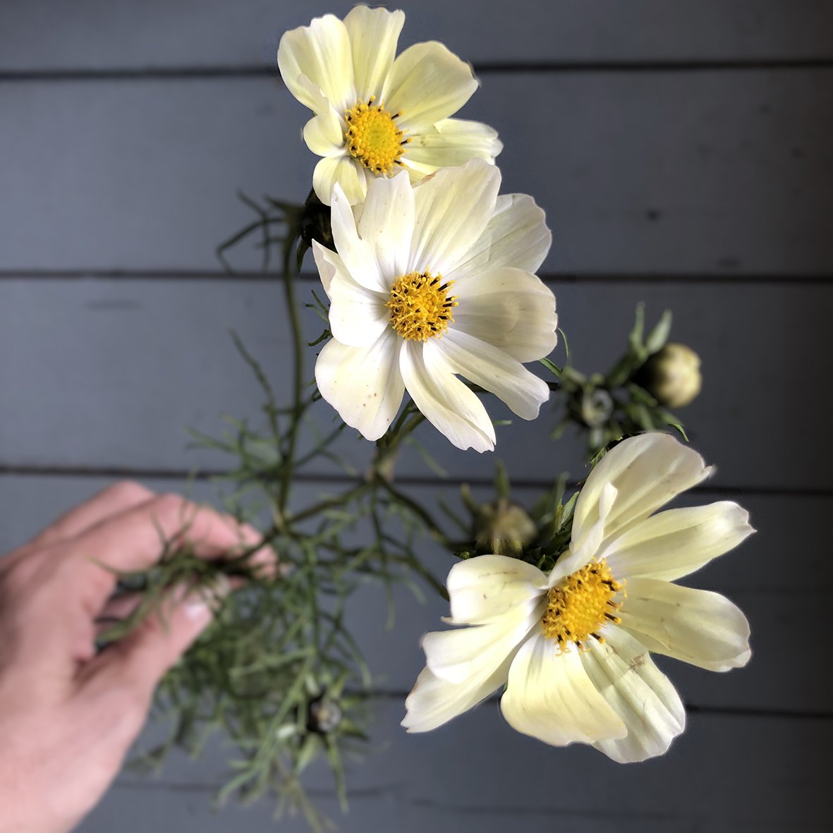 Veer&Moon Bloemenzaden ''Nieuw leven zaaien''