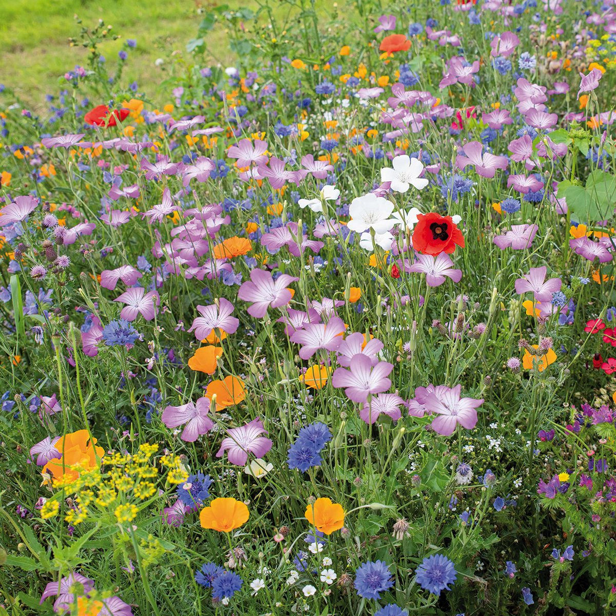 Veer&Moon Bloemenzaden ''Vrolijkheid zaaien''